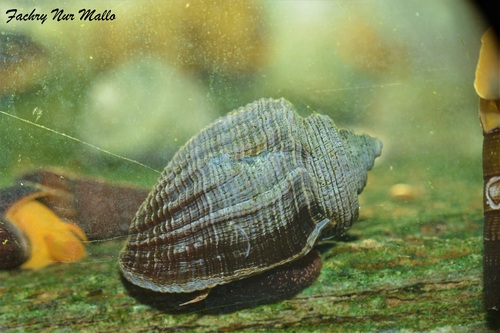 Sulawesi Red Lips Snail