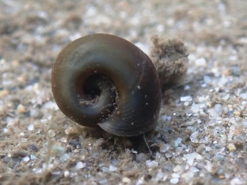 Red Rams Horn Snail