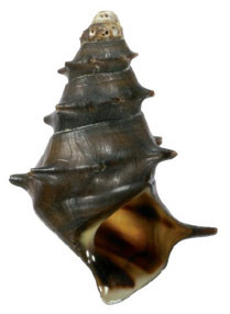 Pagoda Snail