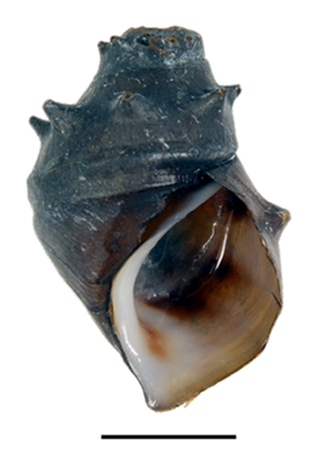 Brotia Borneo Snail