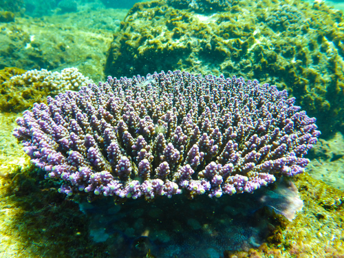 Green Purole Tip Staghorn coral
