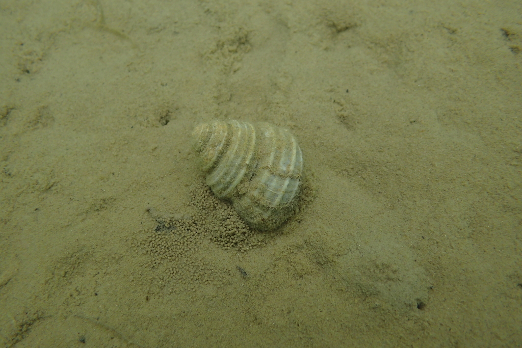 Primitive Rabbit Snail