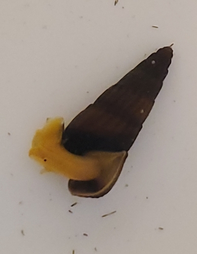 Sulawesi King Snail