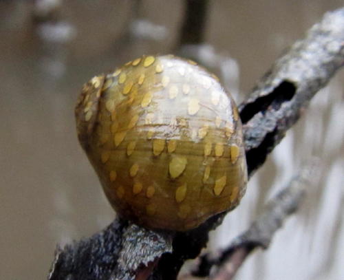 Papua Orange Dotted Black Snail