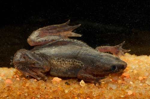 Platinum African Dwarf Frog