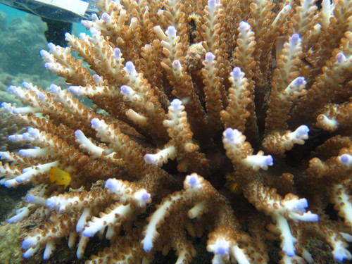 Pink Staghorn coral