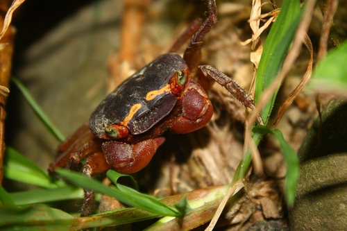 Red Apple Crab