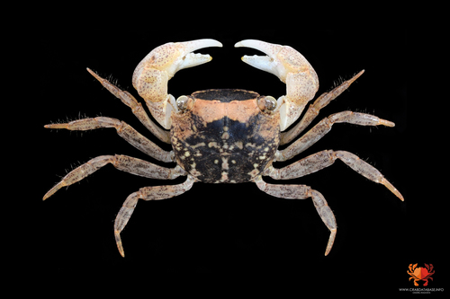 Spider Crab