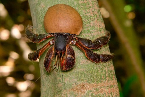 Purple Hermit Crab