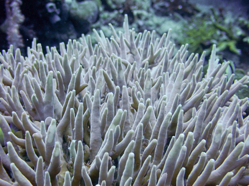 Green and White Staghorn coral