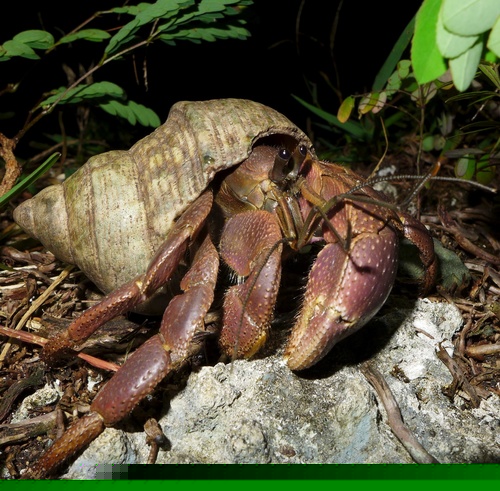 Hermit Crab Blue- Purple Leg
