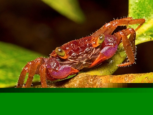 Borneo Red Crab