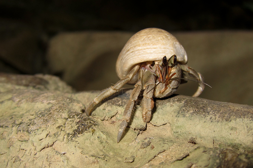 Land Hermit Crab