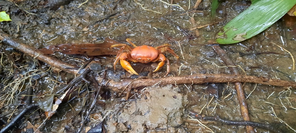Papua White Claw Crab