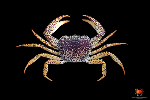 Borneo Panther Crab
