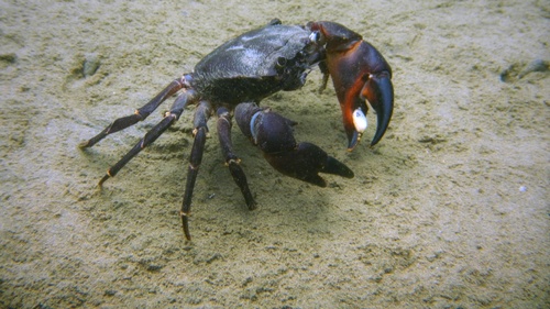 Purple Matano Crab