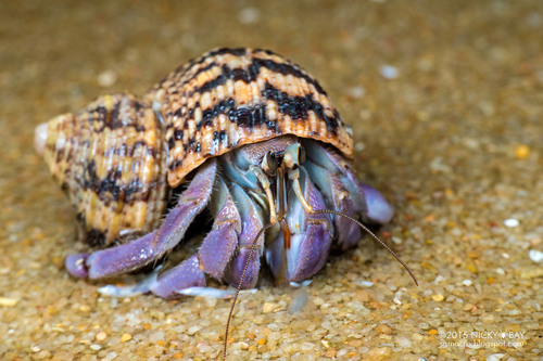 Tiger Lila Hermit Crab