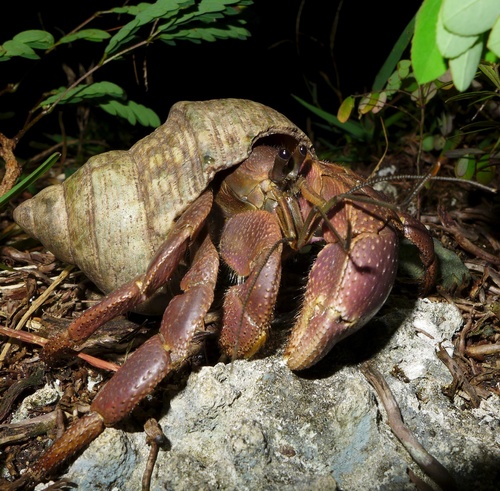 Indo's Hermit Crab