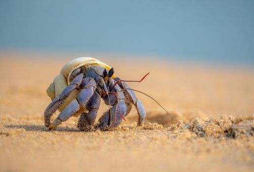 Viola Land Hermit Crab