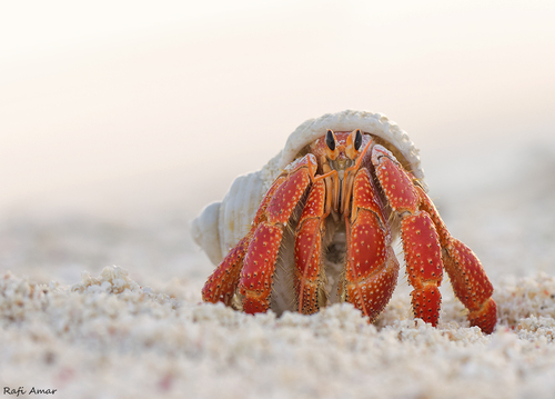 Red Perlatus Hermit Crab