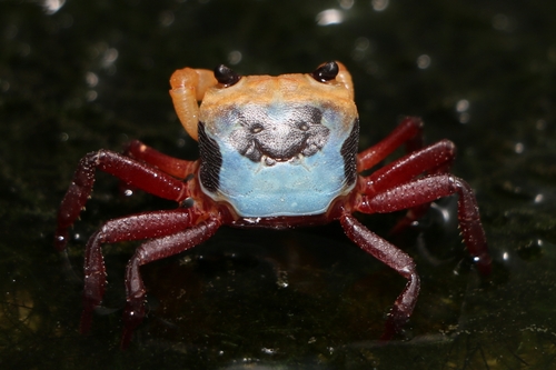 Tricolor "Pooh" Borneo Crab