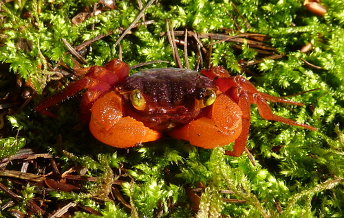 Mandarin Crab