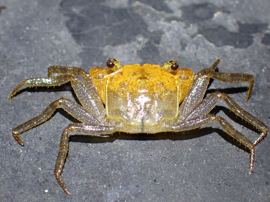 Purple Arm Red Carnaval Crab