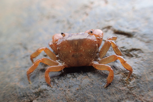 Pom Pom Crab