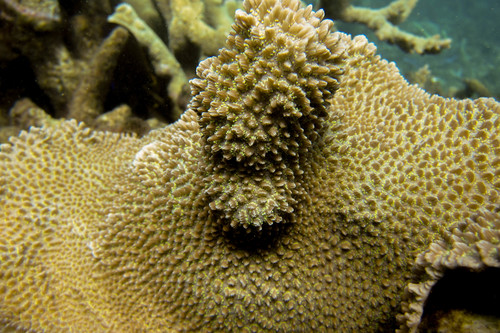 Green metaric Spine Coral
