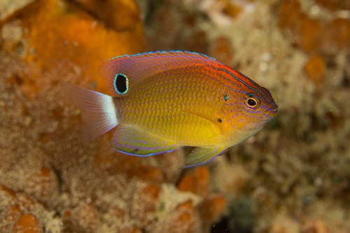 Speckled Damsel