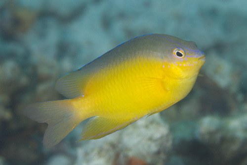 Blueback Damsel