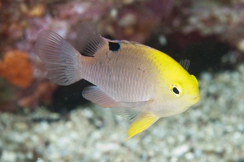 Talbot's Damsel