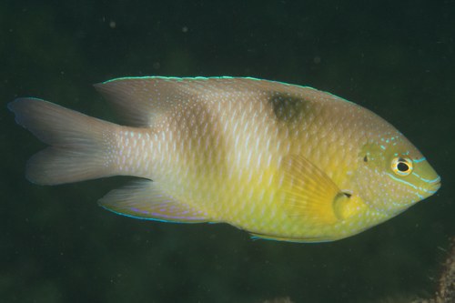 Banggai Damsel