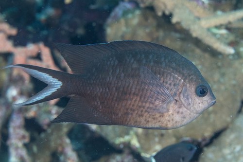 Spiny Chromis