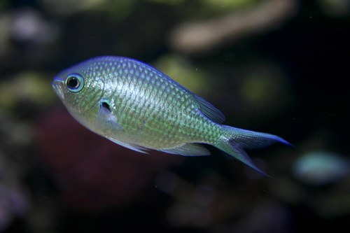 Black & White Chromis (Aceh)