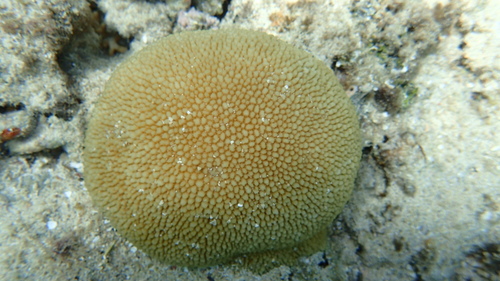 Green Small Colony