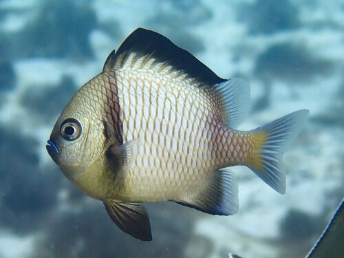 Reticulated Damsel