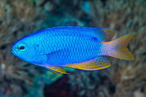 Blue Damsel
