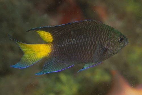 Fusilier Damsel
