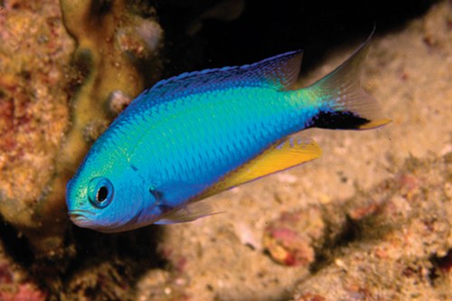 Blue Star Damsel