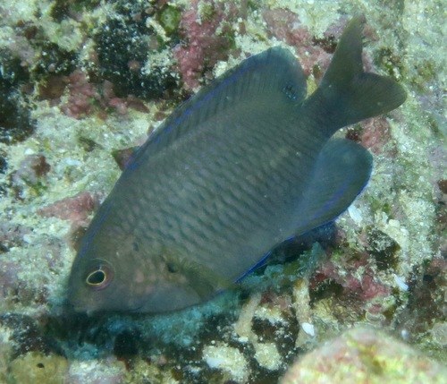 Red-Yellow Damsel