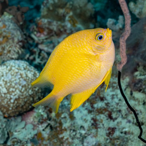 Golden Damsel