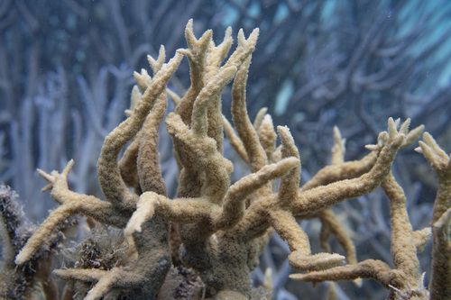 Green Horn Coral