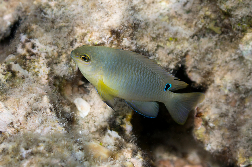 Palu Damsel