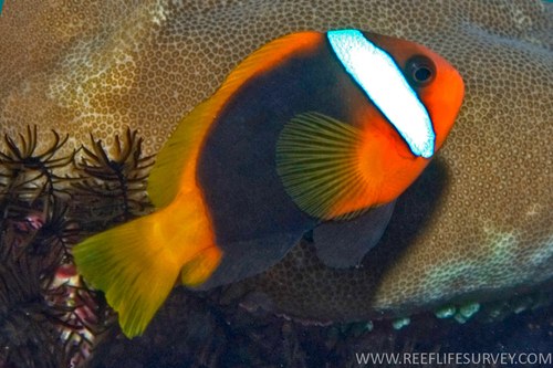 Cinnamon Clownfish