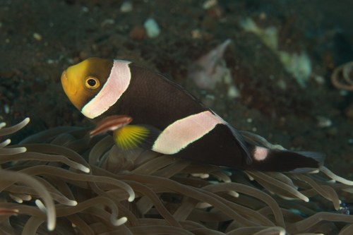 Saddleback Clown