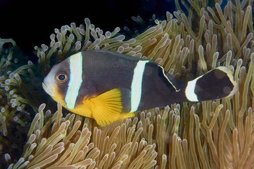 Blue Stripe Anemonfish/Irian Anemonfish
