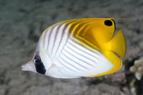 Threadfin Butterfly