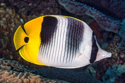 Pacific Double-saddle Butterfly