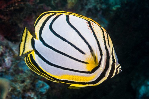 Meyer's Butterfly
